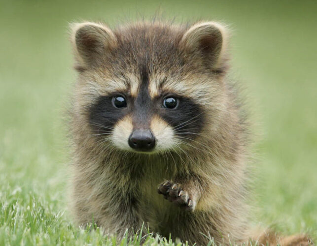 Baby Raccoon reunited with its family